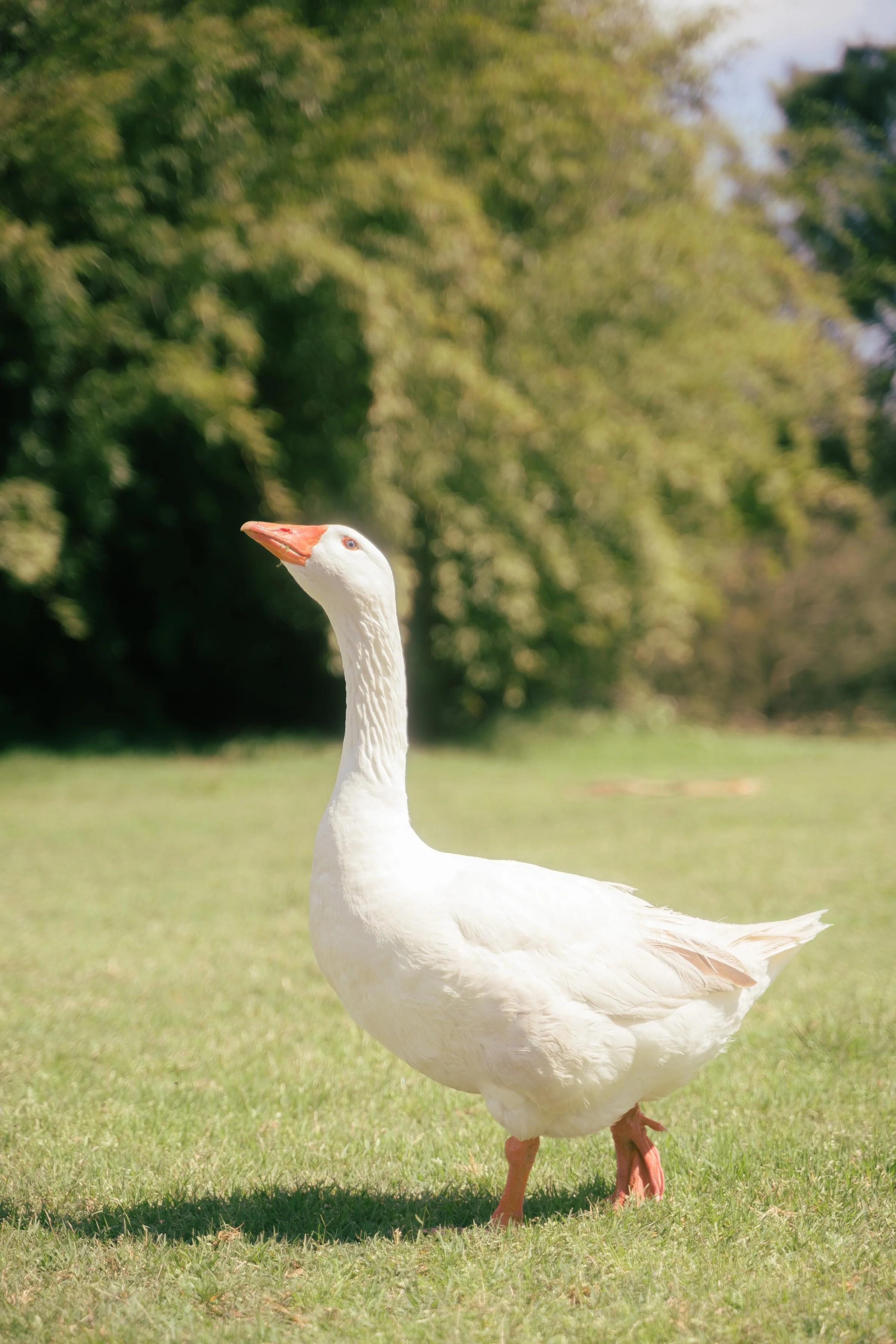 White Goose on a Sunlit Lawn