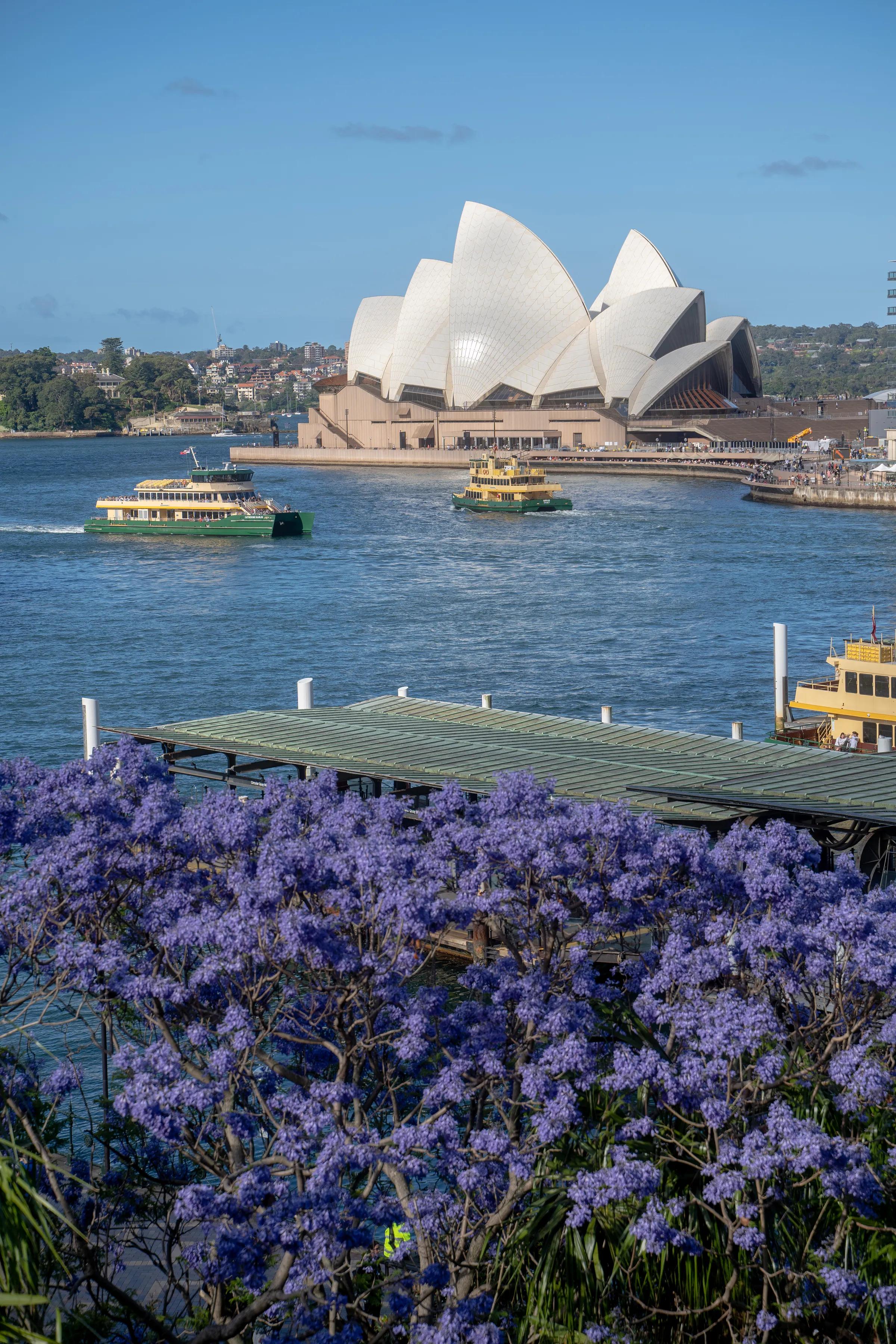 Jacaranda Frames the Opera House