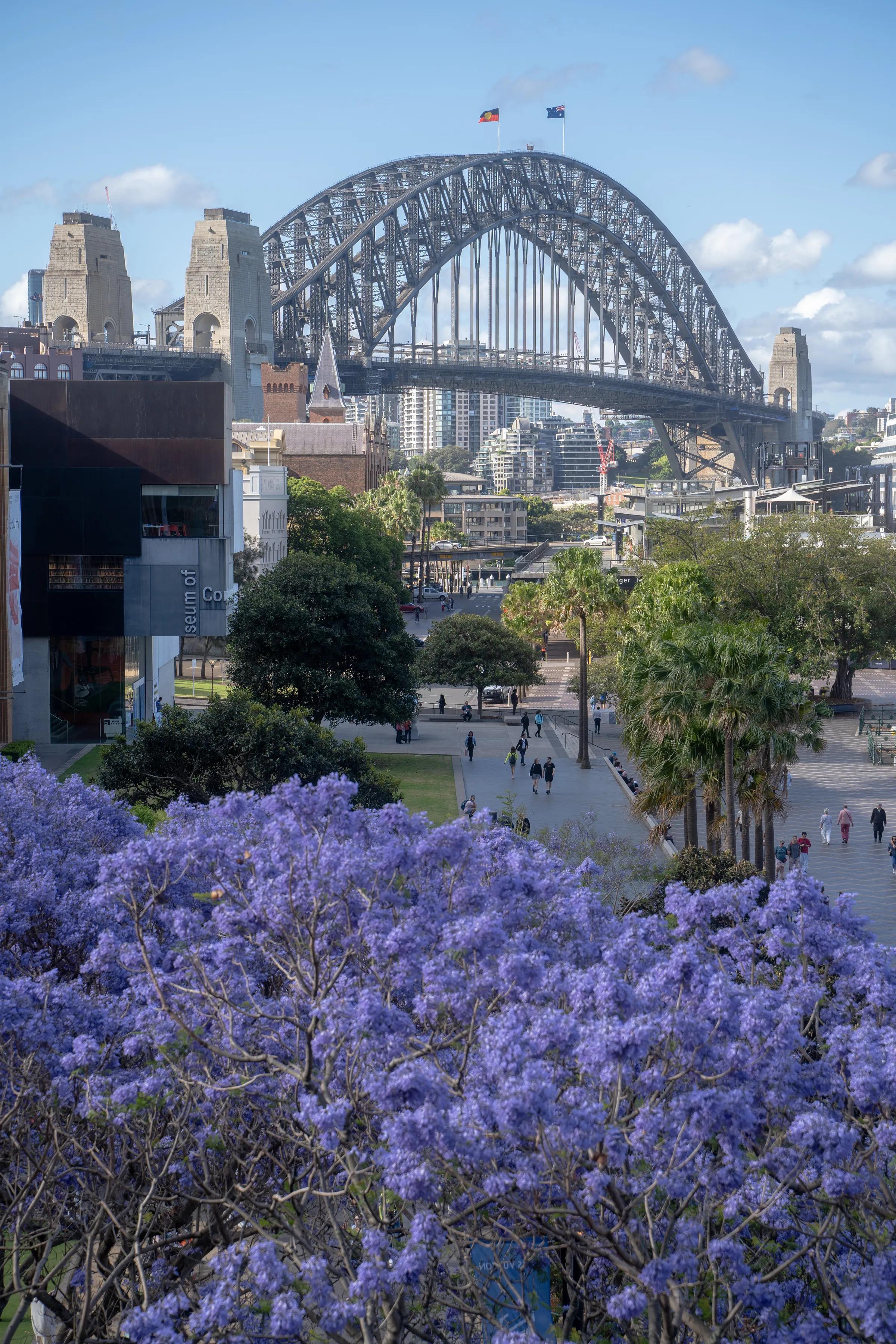 Jacaranda Above the Bridge