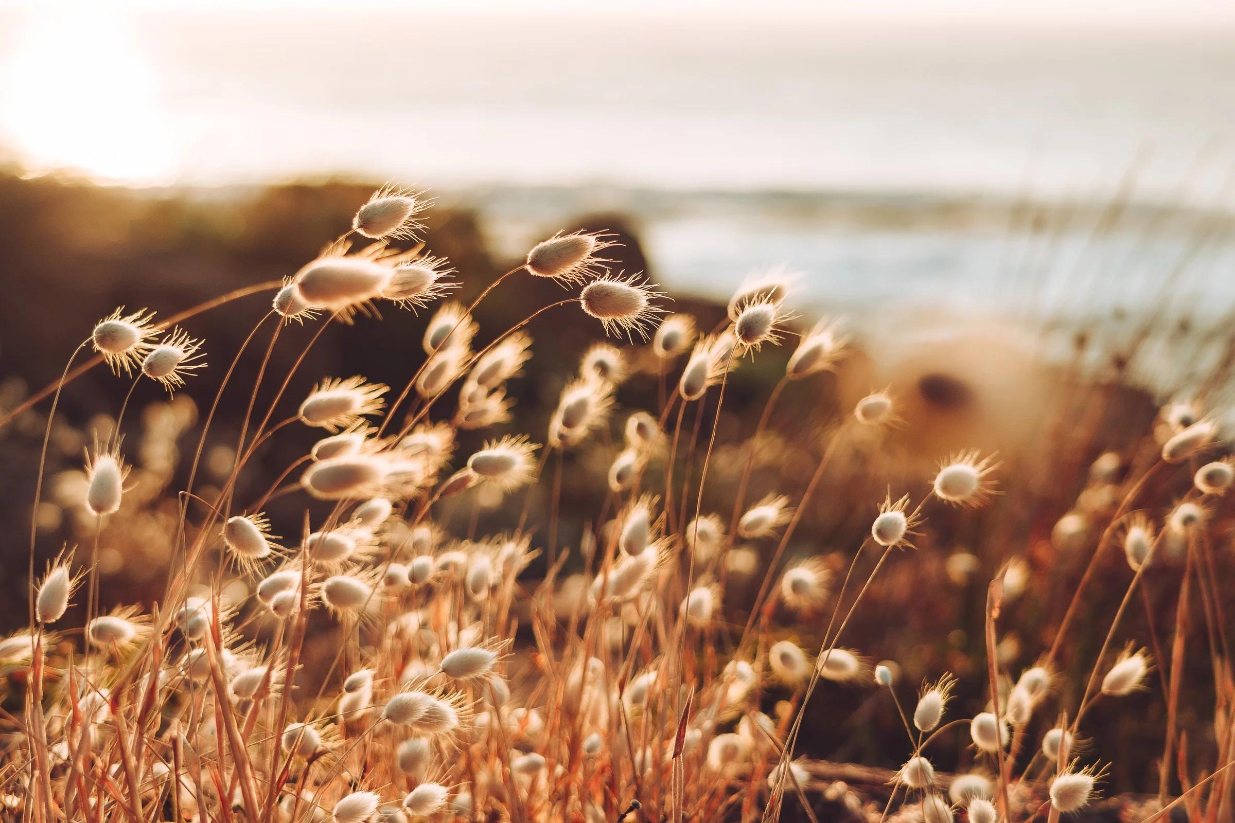 Wild Grasses Glowing in Golden Hour