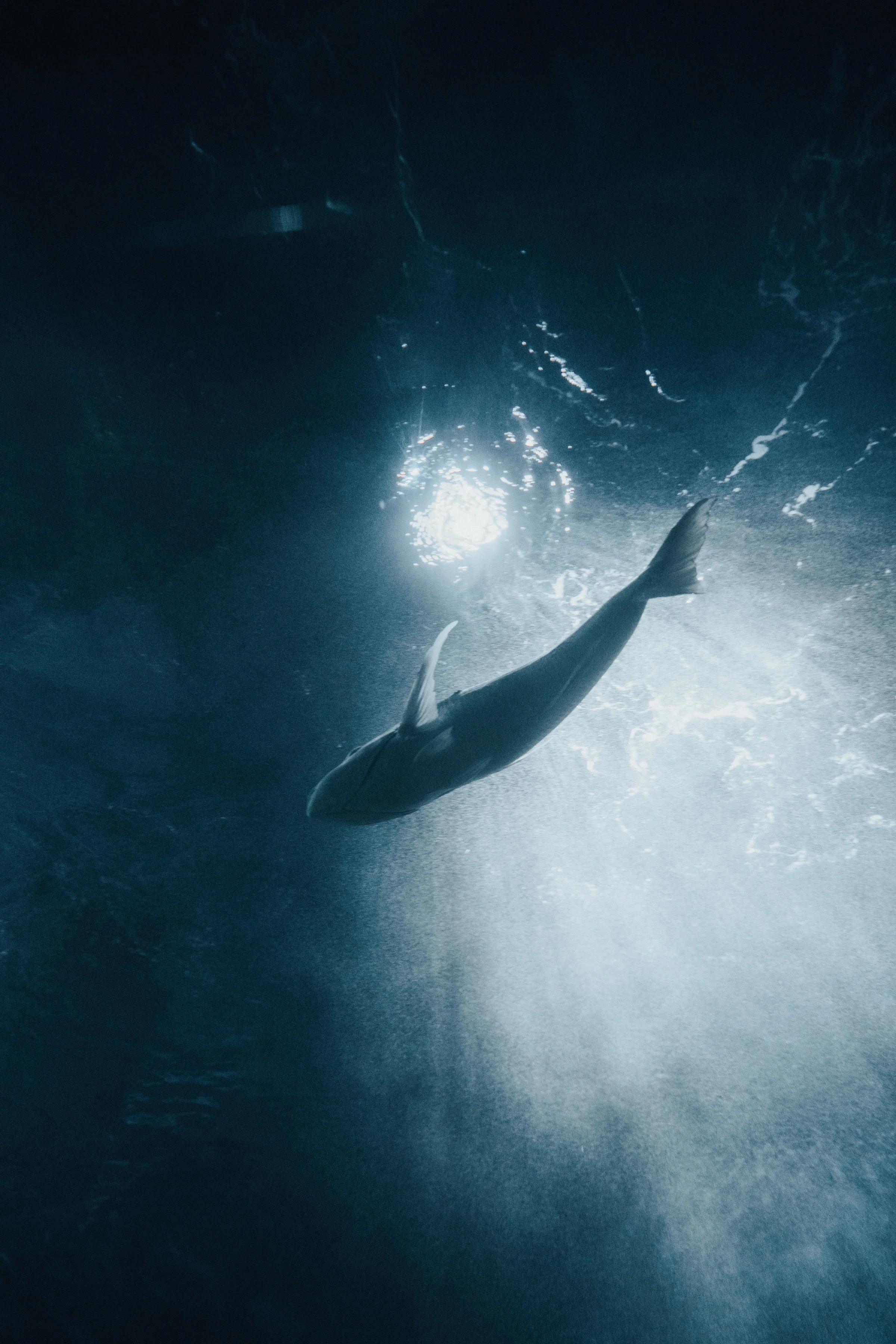 Diving Into the Deep Blue