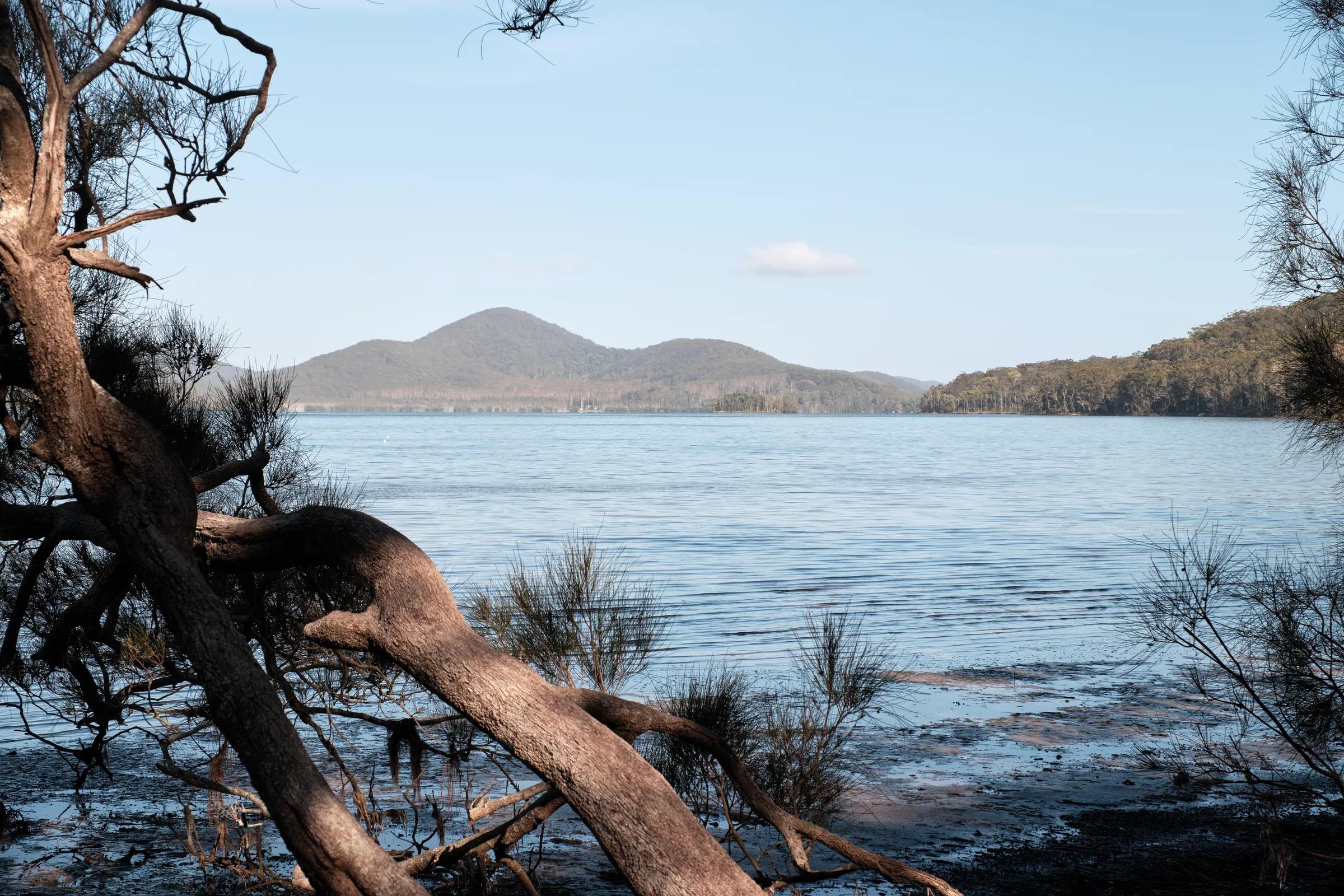Fallen Branch, Still Water