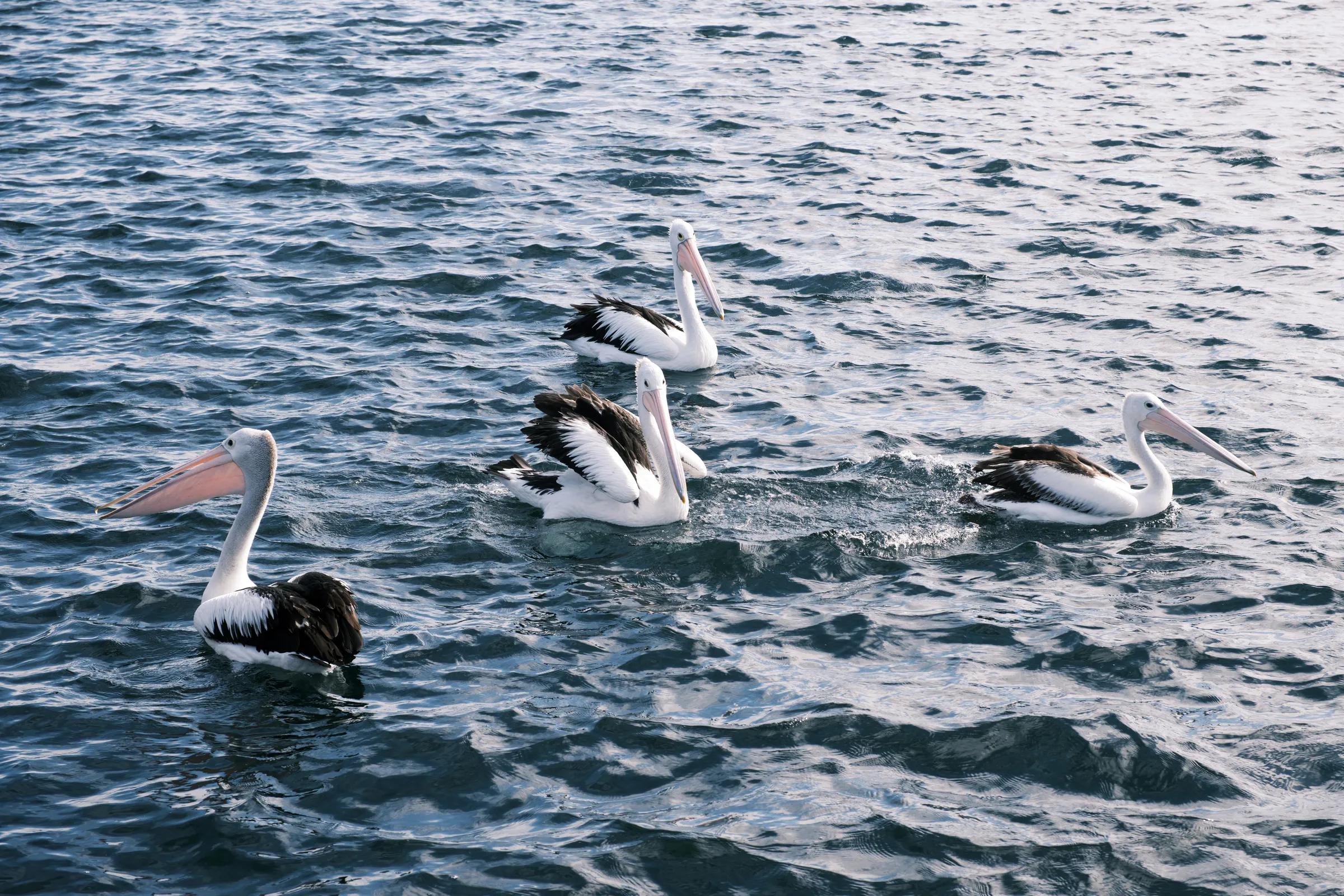Pelicans on the Sound