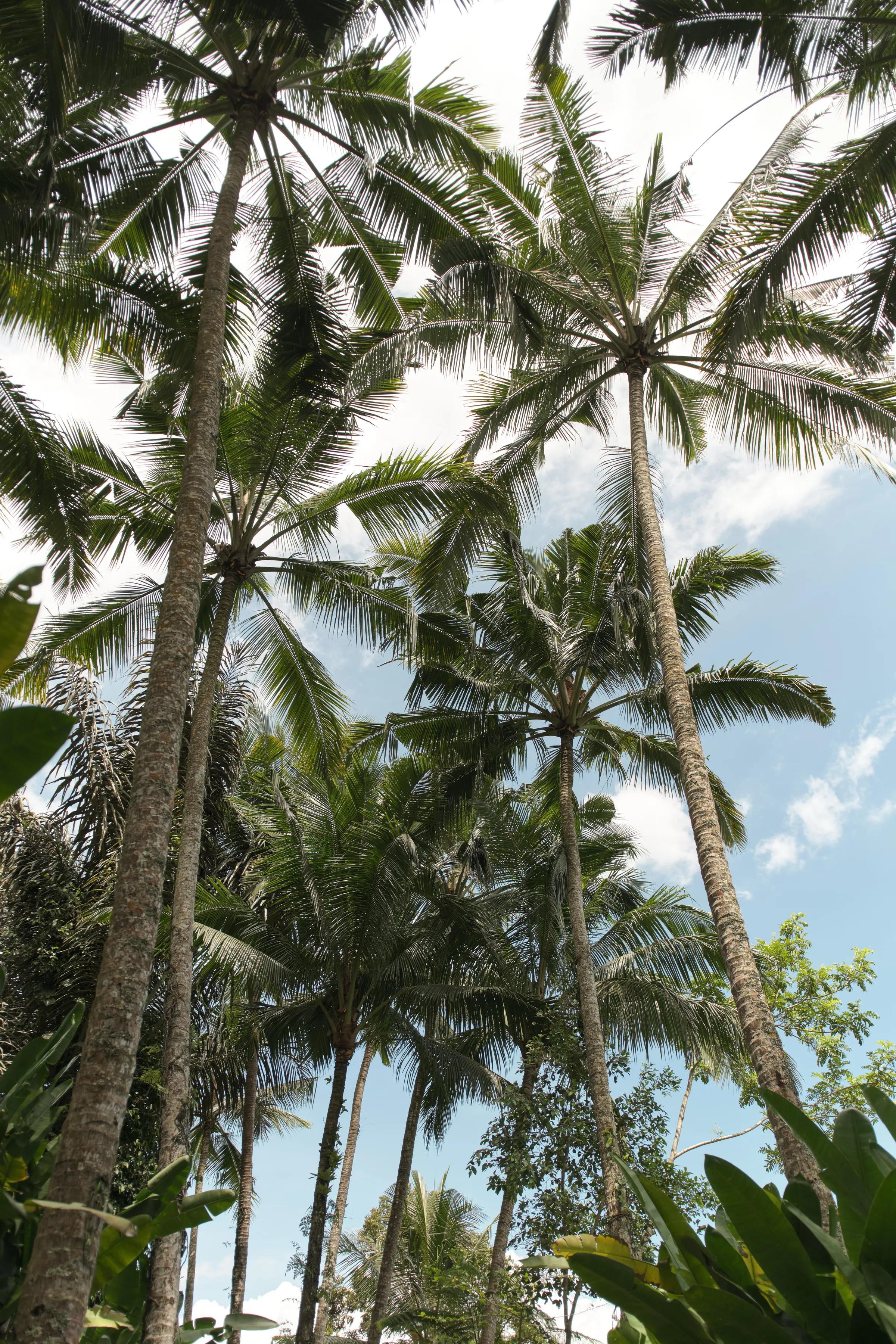 Under the Coconut Palms