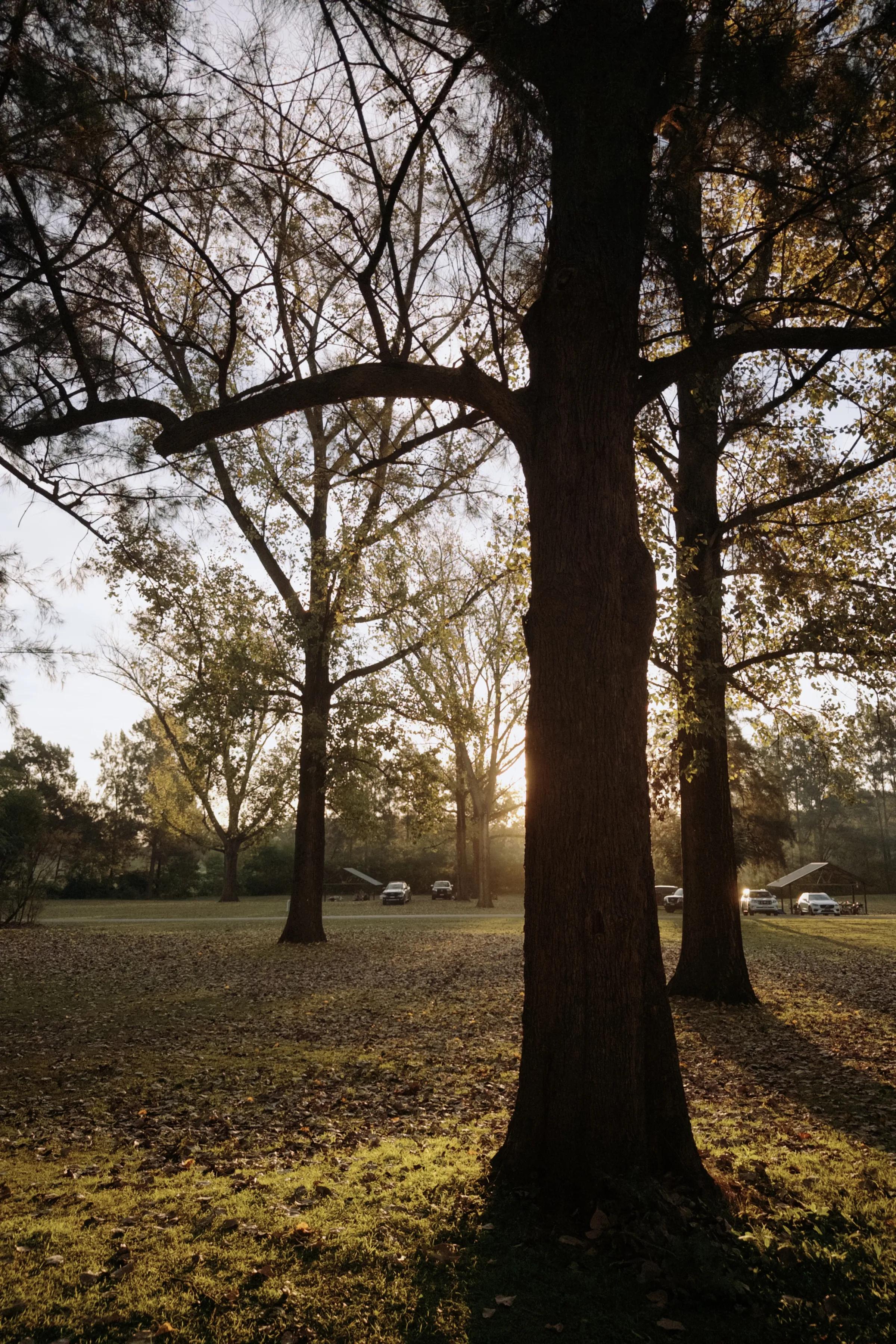 Golden Hour Through the Trees