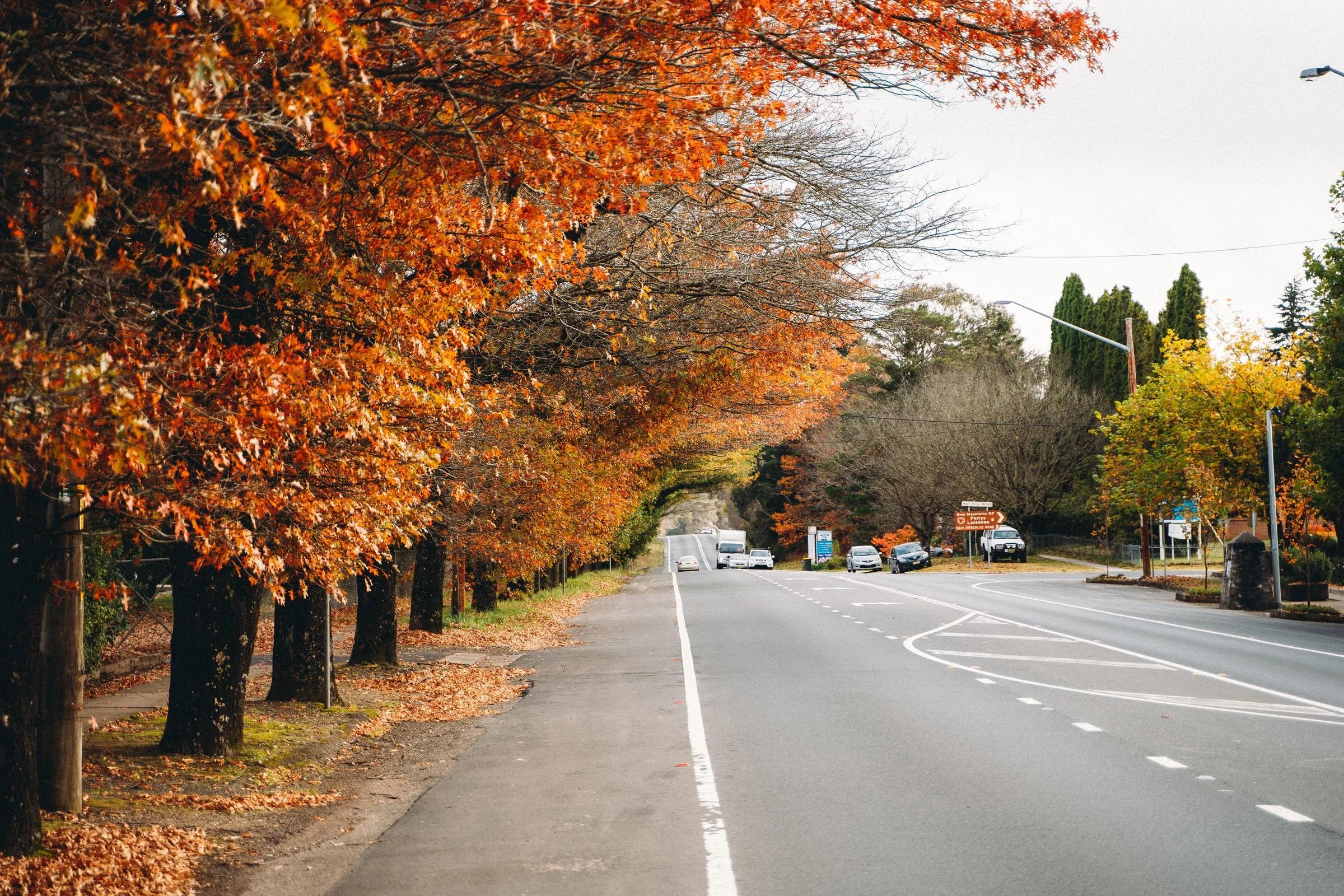 Autumn Canopy Over a Country Road