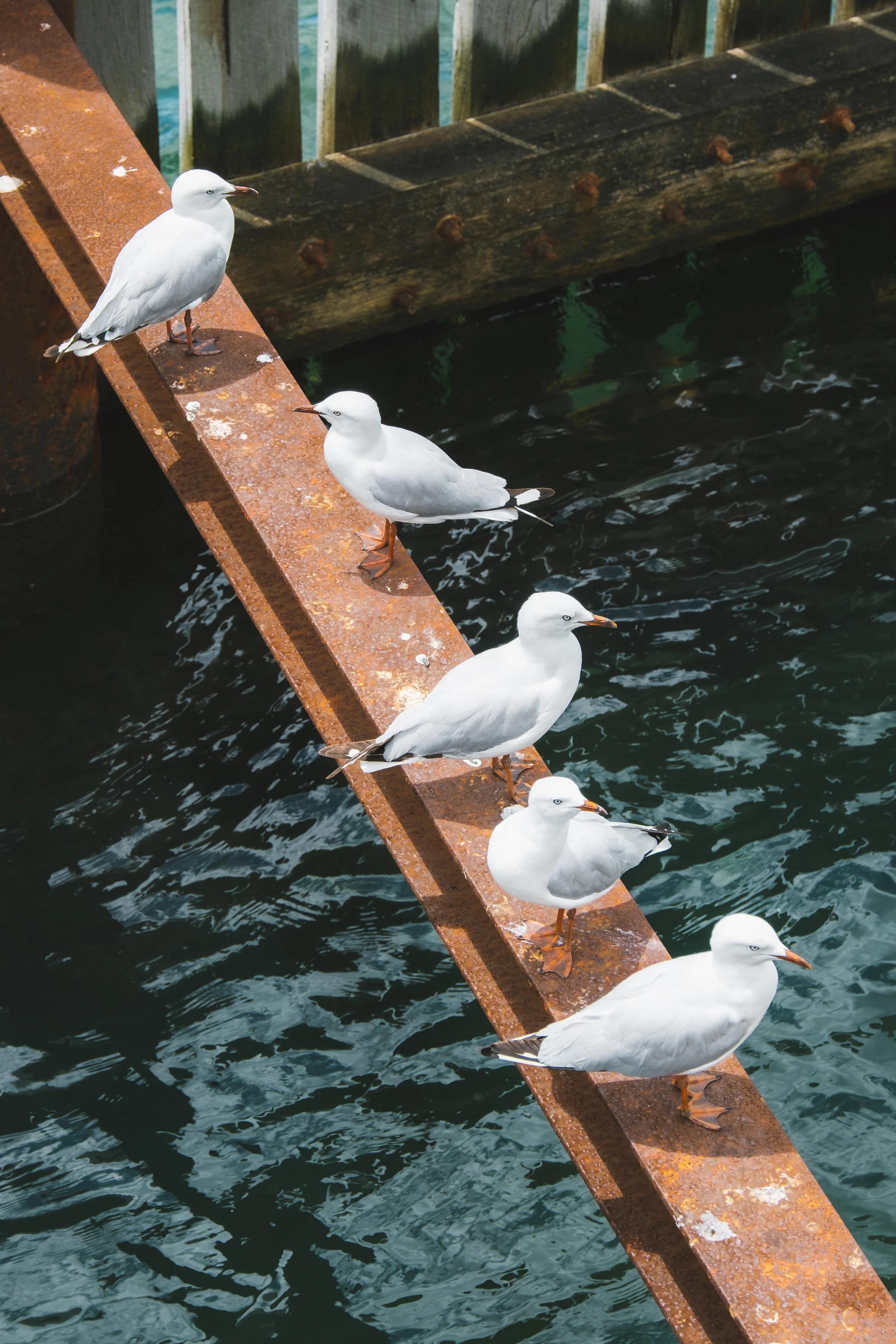 Seagulls Perched on a Rusty Beam